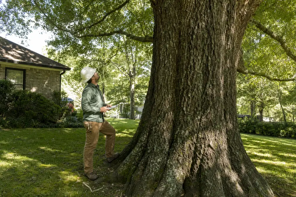Arborist looking up into the canopy of a large oak while checking bark and root flare